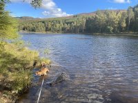 Mill Dam, a lovely walk on a forest track, approximately 2.5 miles round-trip