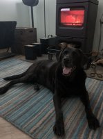 Dog relaxing in front of our warm stove