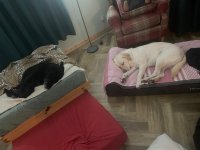 Sleepy labs recovering after their adventures!