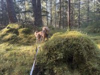 One of our recent guests enjoying a forest walk